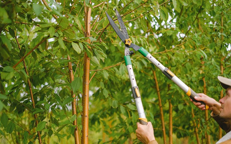 Tree trimming in Arkport, NY